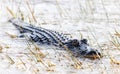 Alligator swimming through marsh grass