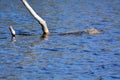 Alligator Swimming by at a Nature Preserve in Florida