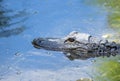 Alligator Swimming in a River #4