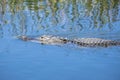 Alligator Swimming in a River #5