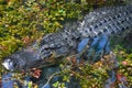 Alligator Swimming in a Swamp