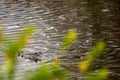 Alligator Swimming towards you Royalty Free Stock Photo