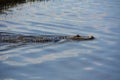 Alligator swimming on the water