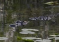 Alligator swimming in the water next to the Anhinga Trail at the Royal Palm Visitor Center in Florida. Royalty Free Stock Photo