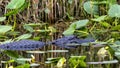 Alligator swimming in the water next to the Shark Valley Trail in the Everglades National Park in Florida. Royalty Free Stock Photo