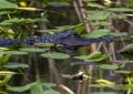 Alligator swimming in the water next to the Shark Valley Trail in the Everglades National Park in Florida. Royalty Free Stock Photo