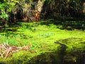 Alligator swimming through floating aquatic vegetation