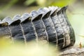 Alligator tail showing tall epidermal scutes scales