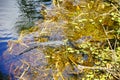 Sleeping alligator Royalty Free Stock Photo