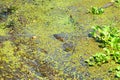 Sleeping alligator Royalty Free Stock Photo