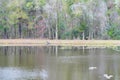 Alligator is taking sun bath in New Tampa Area pond