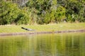 Alligator is taking sun bath in New Tampa Area pond