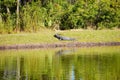 Alligator is taking sun bath in New Tampa Area pond