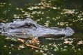 Alligator in Thick Murky Swamp Waters in Louisiana