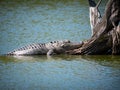 Alligator sleeping tree Royalty Free Stock Photo