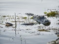 Alligator with a turtle in its mouth