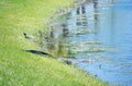 Alligator and turtle is resting Royalty Free Stock Photo