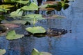 Alligator Under Lily Pad