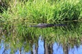 Alligator in waiting Royalty Free Stock Photo
