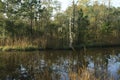 Alligator in waiting Royalty Free Stock Photo