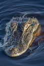 Alligator waiting for prey in marsh