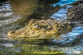 Alligator waiting Royalty Free Stock Photo