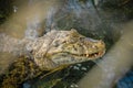 Alligator waiting Royalty Free Stock Photo