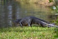 Alligator Walking Back To Water