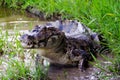 Alligator Walking In A Swamp