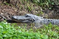 The alligator watches its young play in the marsh water honing their hunting skills Royalty Free Stock Photo