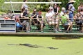 Alligator watching from a boat