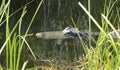 Alligator water Everglades Florida Royalty Free Stock Photo