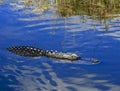 Alligator water Everglades Florida Royalty Free Stock Photo