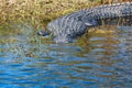 Alligator water Everglades Florida Royalty Free Stock Photo