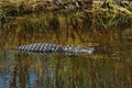 Alligator water, Everglades, Florida