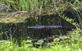 Alligator in water, Everglades, Florida Royalty Free Stock Photo