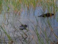 Alligator in the water of the Everglades in Miami Florida Royalty Free Stock Photo