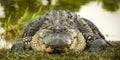 Alligator at Water's Edge Royalty Free Stock Photo