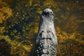 Alligator water swamp, Florida Everglades Royalty Free Stock Photo