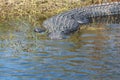 Alligator, wetlands, corkscrew, bird sanctuary, Naples, Florida