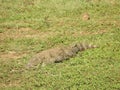 Alligator in the Yala national Park on the island of Sri Lanka Royalty Free Stock Photo