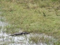 Alligator in the Yala national Park on the island of Sri Lanka Royalty Free Stock Photo