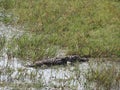 Alligator in the Yala national Park on the island of Sri Lanka Royalty Free Stock Photo