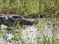 Alligator in the Yala national Park on the island of Sri Lanka Royalty Free Stock Photo