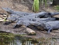Alligators Royalty Free Stock Photo