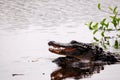 Alligators breeding in wetlands water, Florida Royalty Free Stock Photo