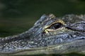 Alligators eye close up with selective focus and copy space Royalty Free Stock Photo