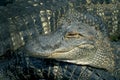 Alligators farm lots of aligators angry background