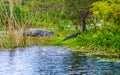 Alligators in a Florida Swamp Background