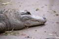 this is a close up of an aligator